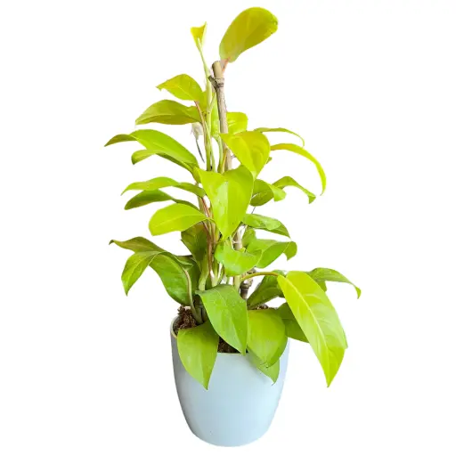 Planta philodendro lemon